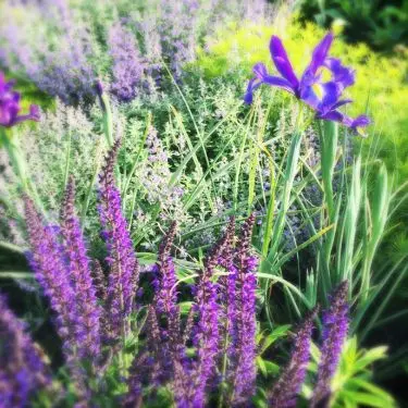 Buketter fra egen have - sådan laver du en skærehave